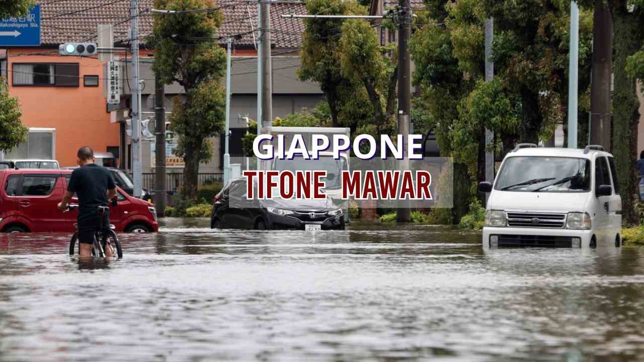 Tifone mawar