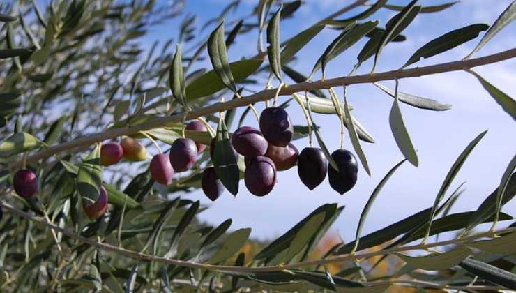 Cómo multiplicar el olivo