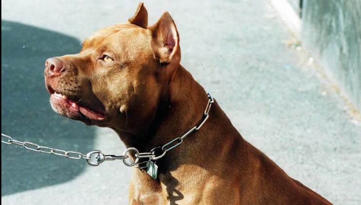 cane al guinzaglio- la scoperta di un cane ancora vivo cane al guinzaglio