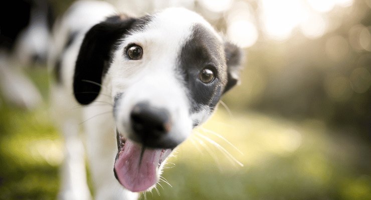 Cucciolo sulle montagne Cucciolo sulle montagne