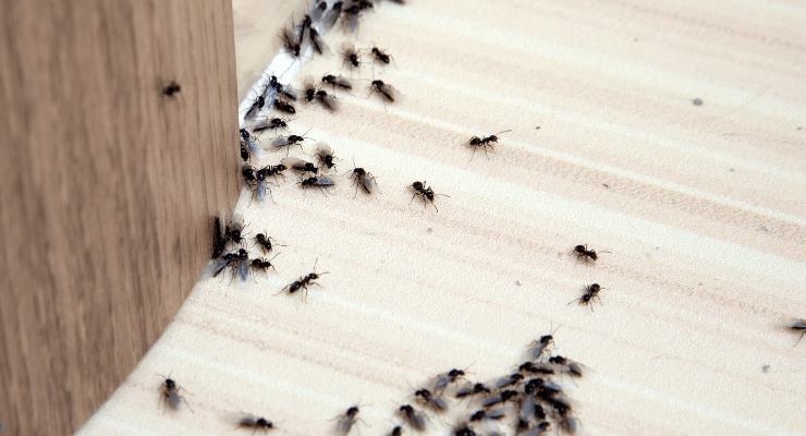 Eliminare scarafaggi e formiche