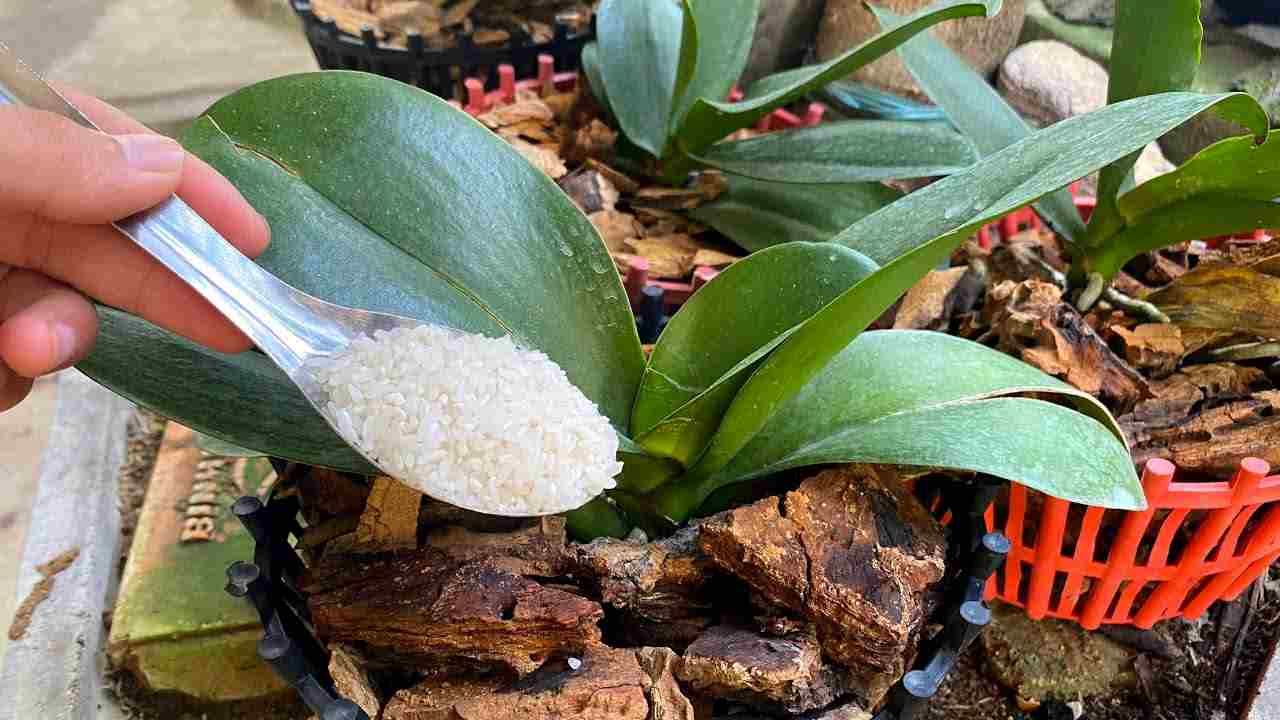fertilizzante per orchidea