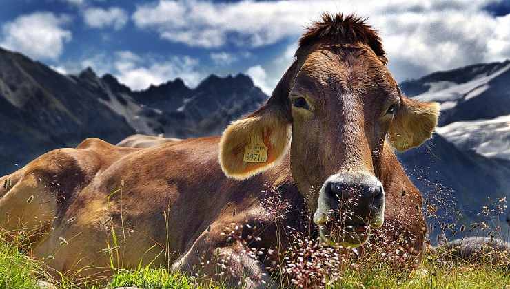 Mucca trovata passeggiando nel bosco