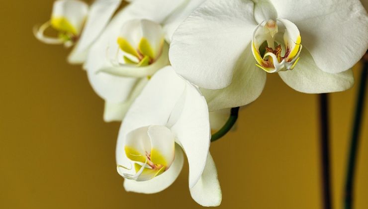 Schöne Orchidee das ganze Jahr über