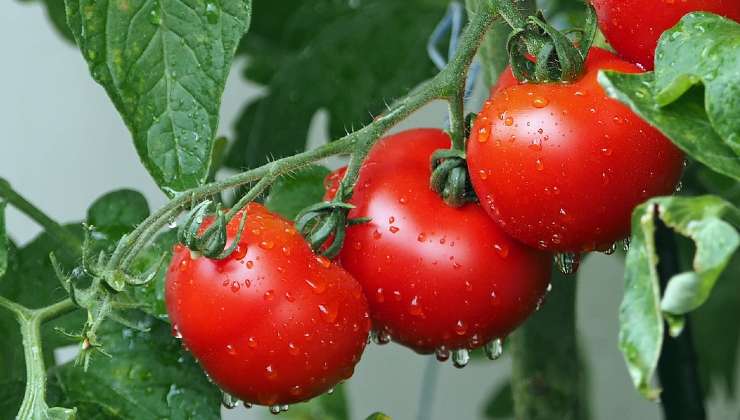 Pomodori tecnica del filo 