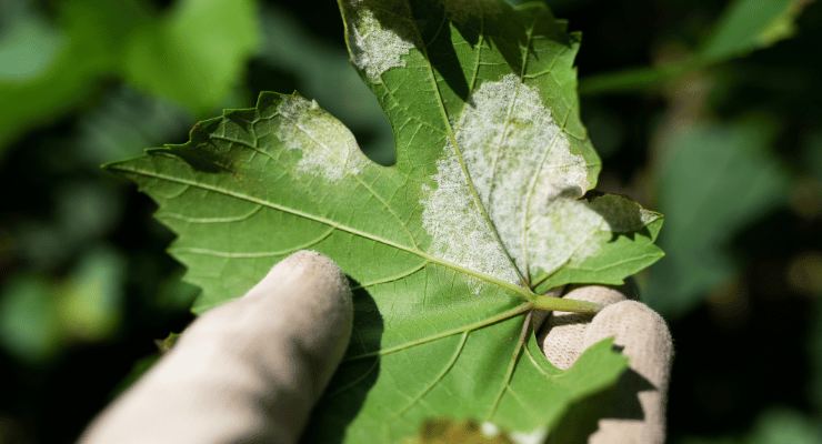 Ridurre la peronospora dei pomodori