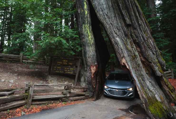 Auto incastrata nell'albero Auto incastrata nell'albero