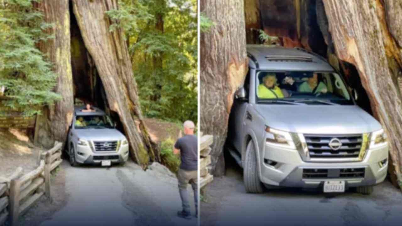 Auto incastrata nell'albero Auto incastrata nell'albero