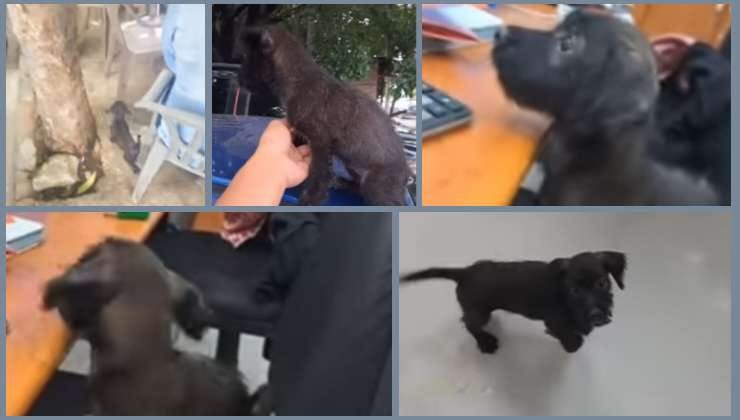 Pelusa, il cagnolino abbandonato in autostrada