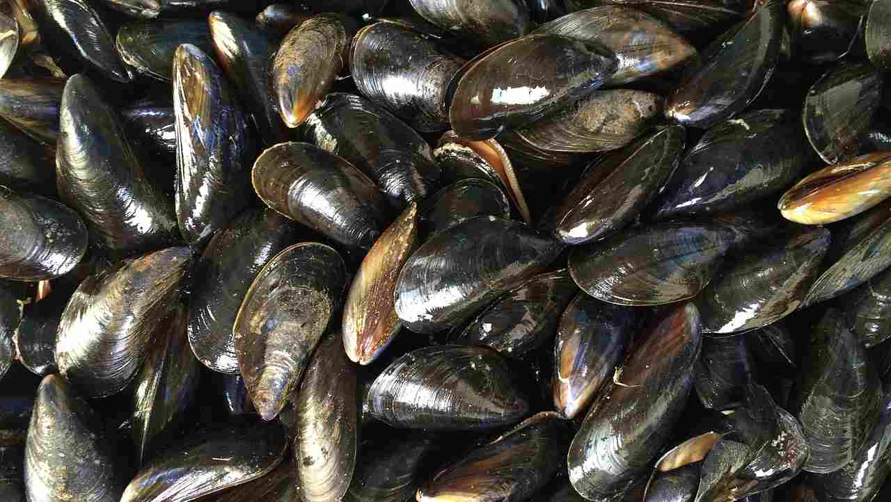 Cozze