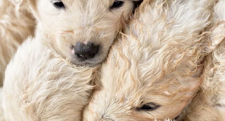 Cuccioli di cane abbandonati