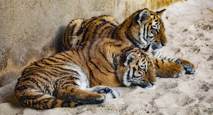 Cuccioli di tigre in valigia