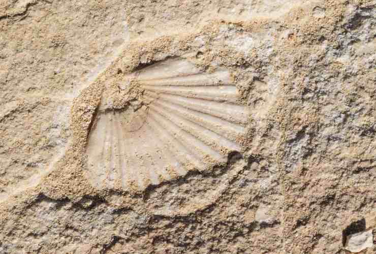 Curiosi ritrovamenti in spiaggia