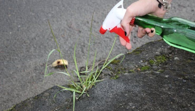 El método natural para eliminar las malas hierbas