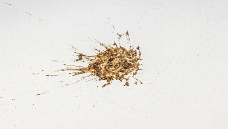 Escrementi degli uccelli Escrementi degli uccelli