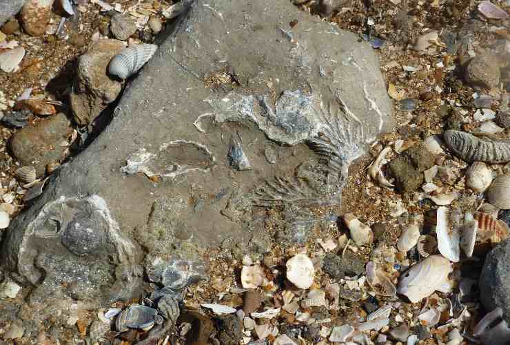 Fossili sulla spiaggia