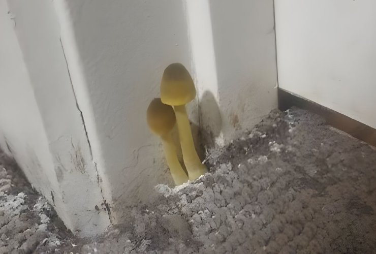 Funghi sul tappeto del bagno