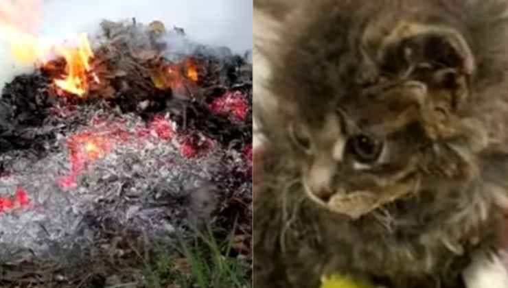 Gattino salvato dalle sterpaglie in fiamme