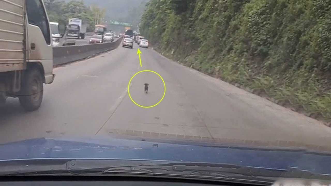 Guidava in autostrada, ma è costretto a fermarsi: ecco cosa vede l'uomo