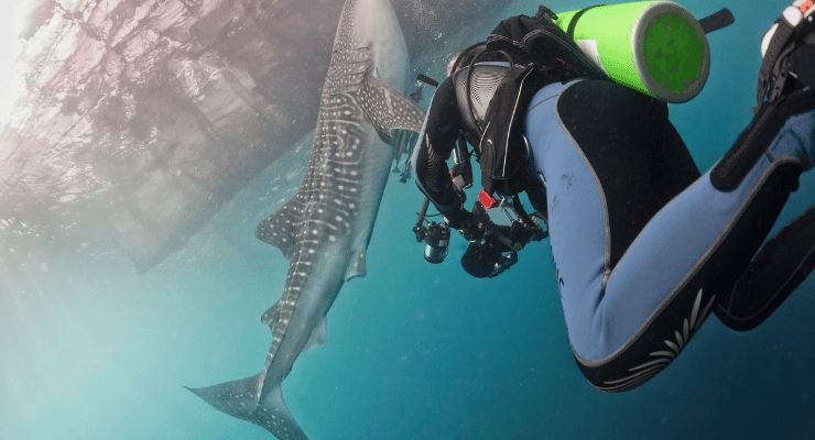 Incontri con gli squali