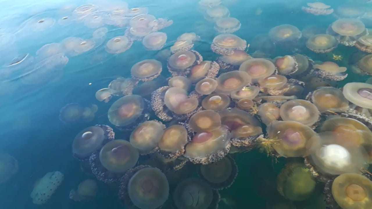 Invasione di meduse