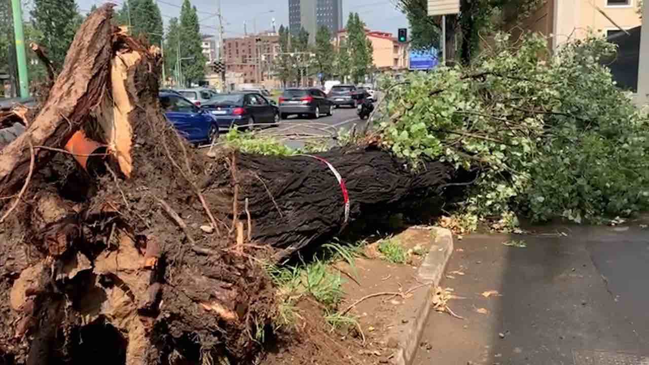 Albero sulla strada a causa del maltempo