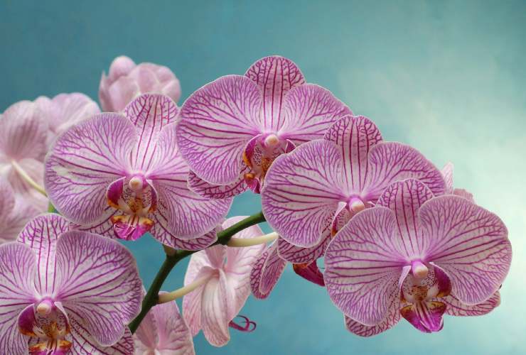 Orchidea