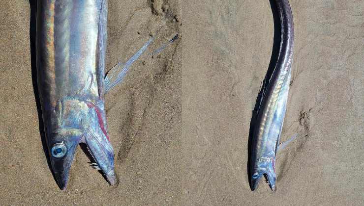 Pesci cannibali sulle rive dell'Oregon