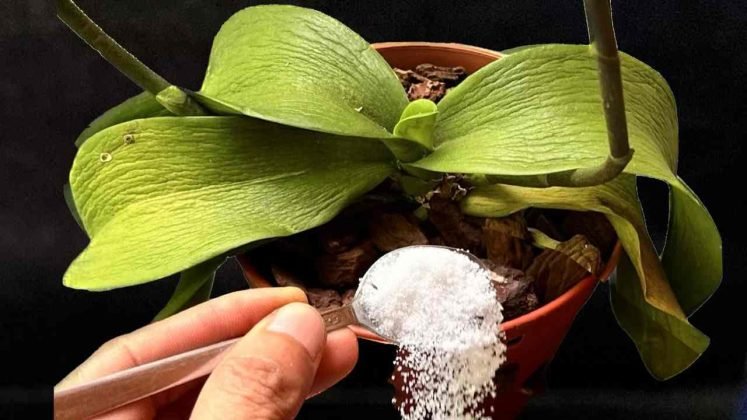 Toutes les plantes fanées revivront de cette façon: juste une cuillerée