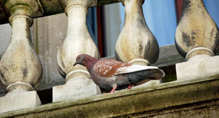 Piccioni sul balcone