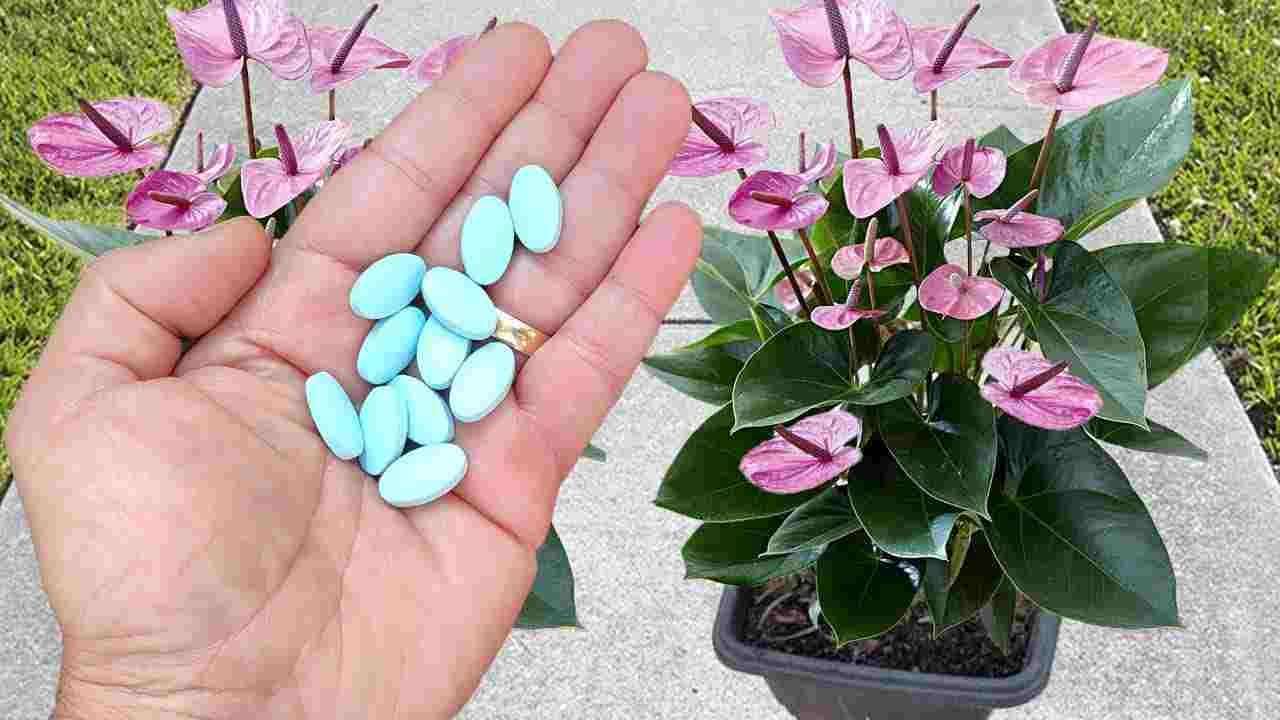 Pilulka na vašich rostlinách způsobí, že rychle porostou