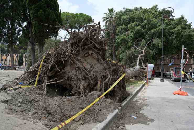 Pino caduto Piazza Venezia