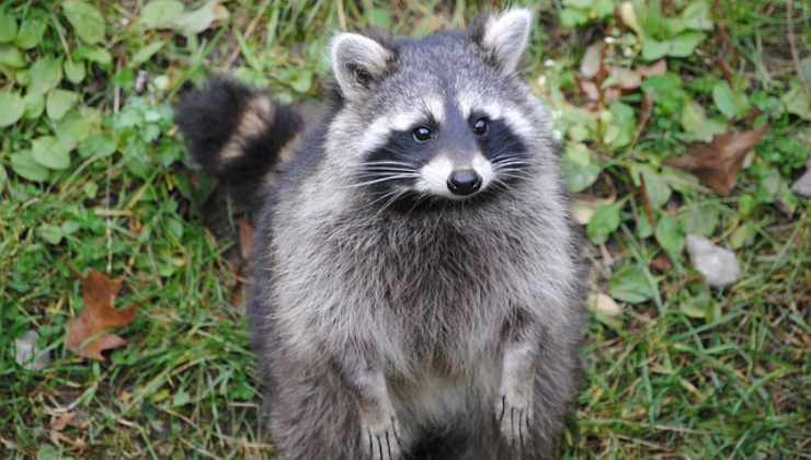 Il salvataggio di un procione