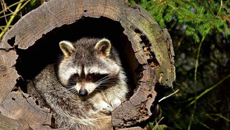 Una strana creatura finì nel cortile di un'abitazione