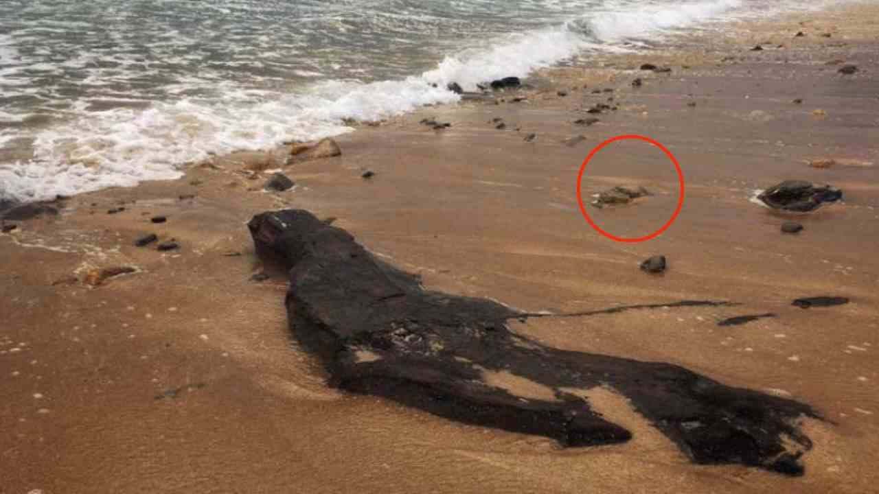 Inquietante ritrovamento sulla spiaggia