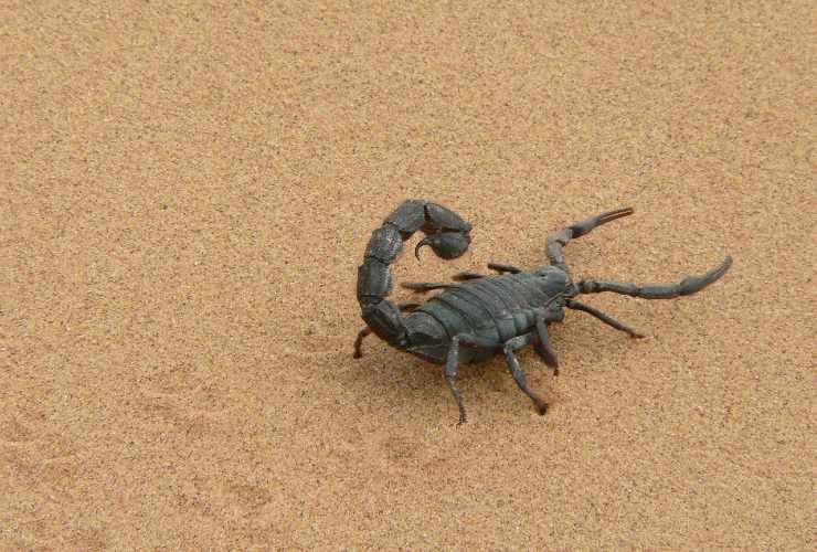 Scorpione sulla sabbia