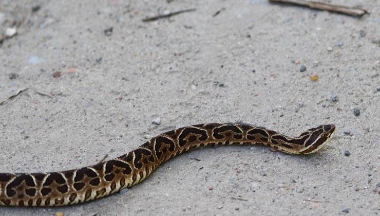 Serpente in centro urbano