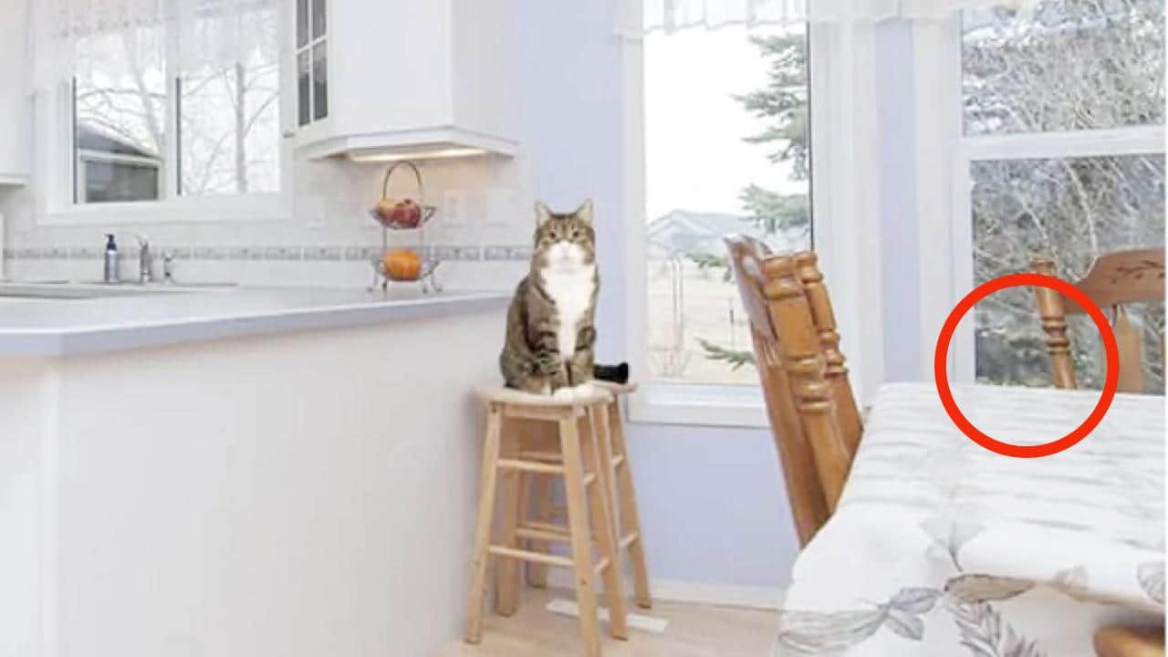 Soluzione test del procione