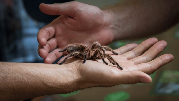 Tarantola in una mano Tarantola in una mano