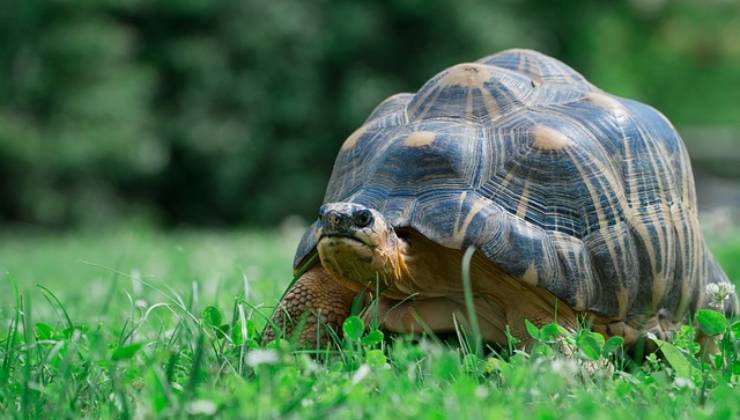 Trovate migliaia di tartarughe in una casa abbandonata Trovate migliaia di tartarughe in una casa abbandonata