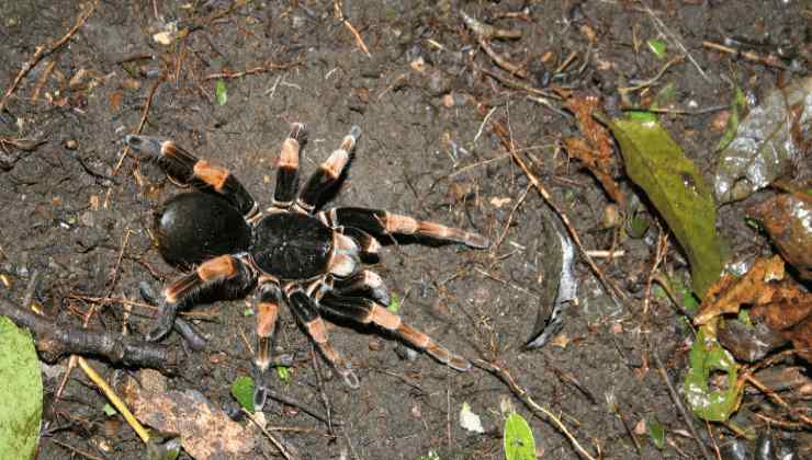 Un ragno nascosto tra i sedili Un ragno nascosto tra i sedili