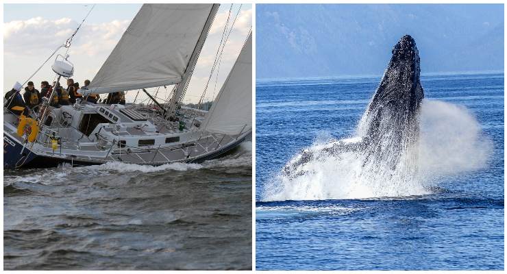 Un uomo accarezza una megattera