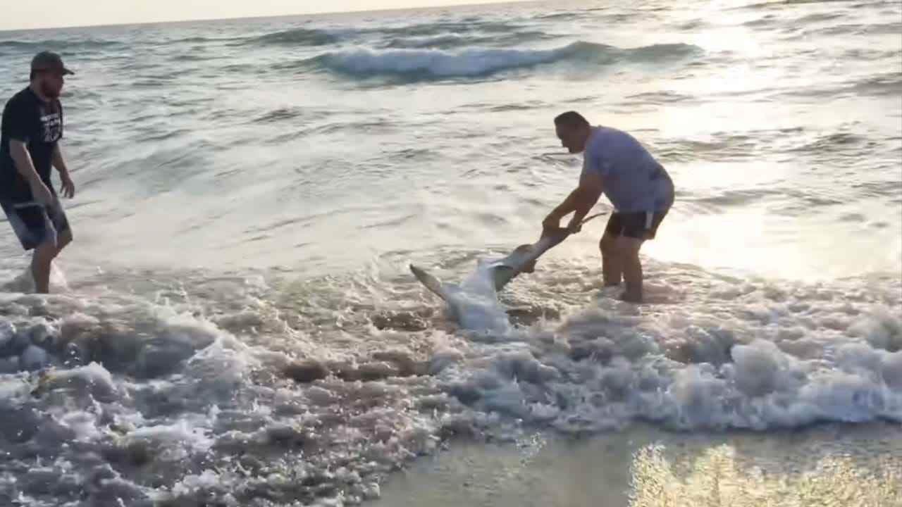 Uomo salva creatura in mare
