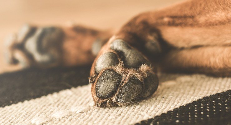 Zampe del cane Zampe del cane