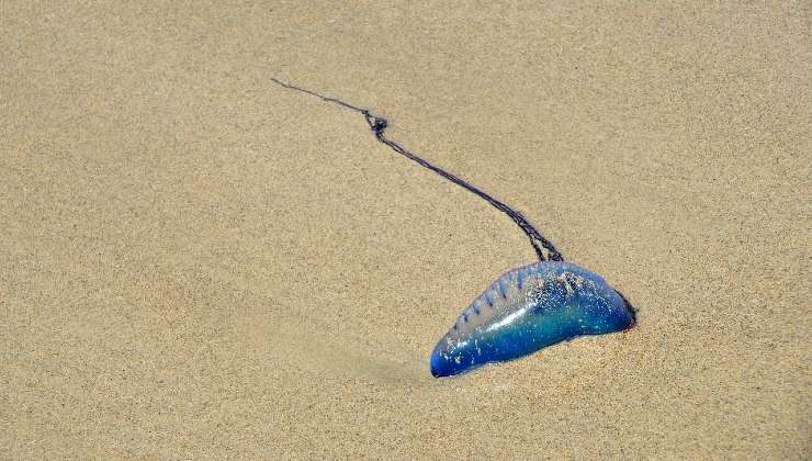 Creatura in spiaggia 