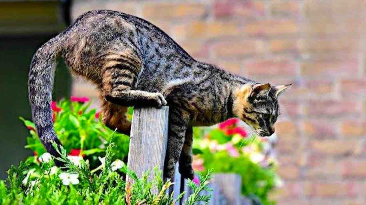 gatto nel giardino