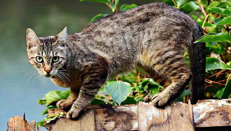 Metodi per allontanare gatto 