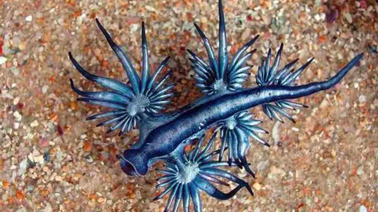 mollusco blu