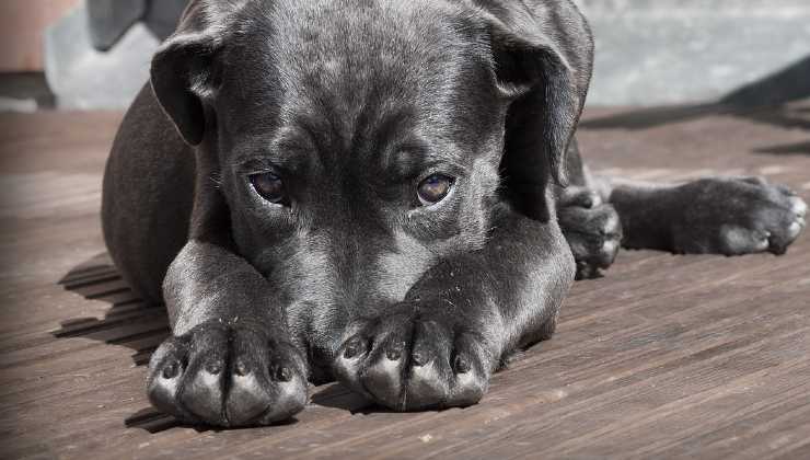 Racconto storia del cucciolo da adottare