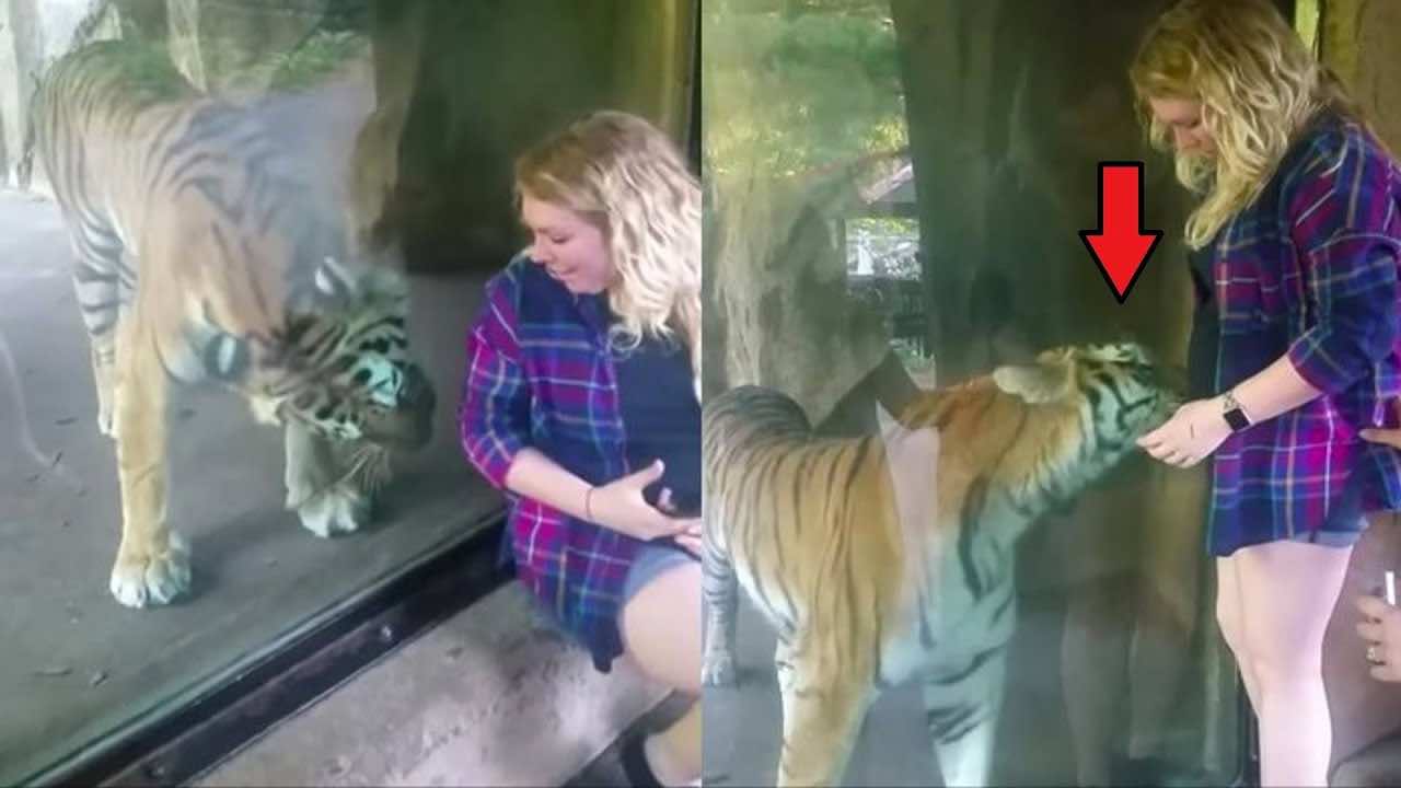 ragazza e tigre